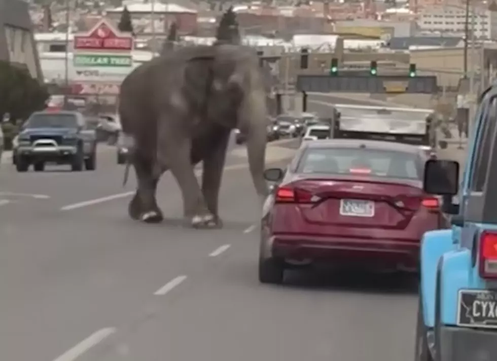 Elephant Escapes Circus Handlers, Startles Drivers on Roadway