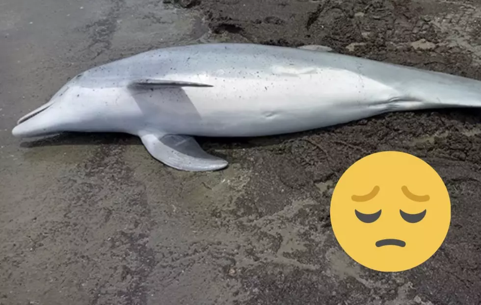 Dolphin Dies After Being Shot in Louisiana, Reward Offered in Case