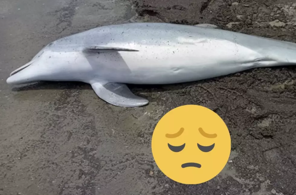 Dolphin Dies After Being Shot in Louisiana, Reward Offered in Case