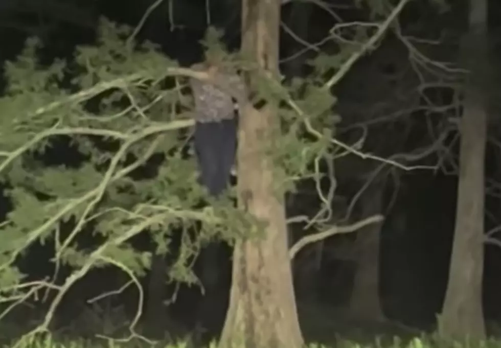 Louisiana Fisherman Beware, Alligator Forces Man Up a Tree