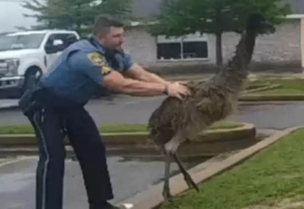 Louisiana Deputy Captures Loose Emu and Puts Bird in Squad Car