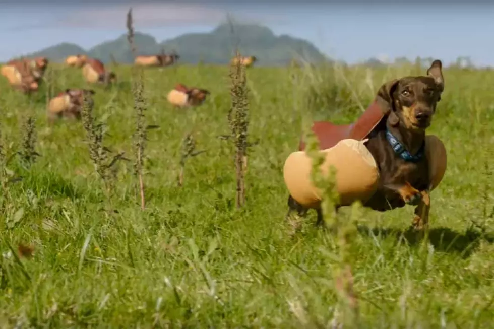 Watch a Bunch of Wiener Dogs Stampede to a Nilsson Classic in New Super Bowl Commercial