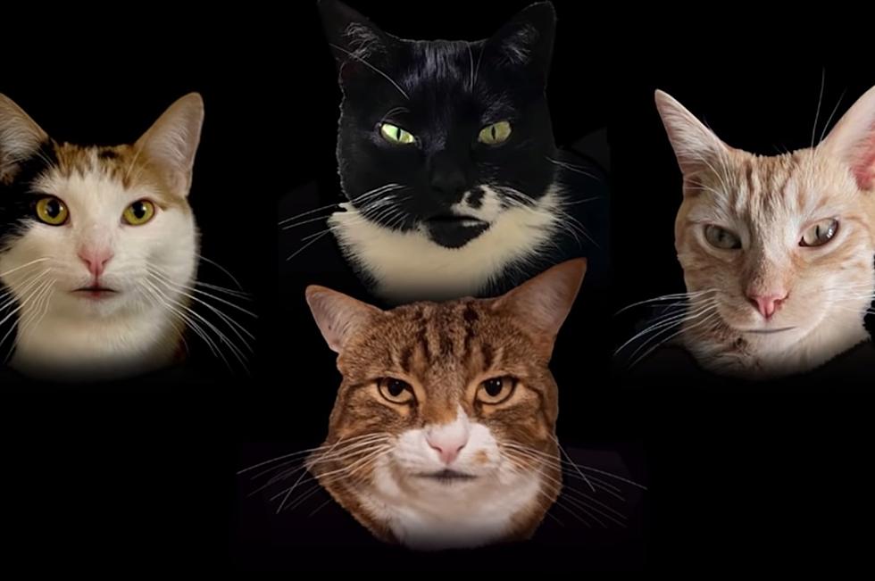Watch Some Cats Sing Queen-Inspired ‘Bohemian Catsody’