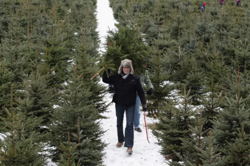 Despite Dry Summer Real Christmas Trees Are In Good Supply