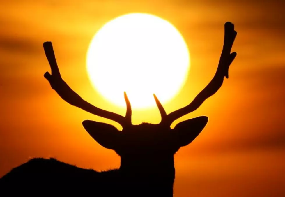 Louisiana Man Charged With Shooting Farm-Raised Deer