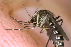 Preparing For The Possibility Of A Zika Virus Outbreak