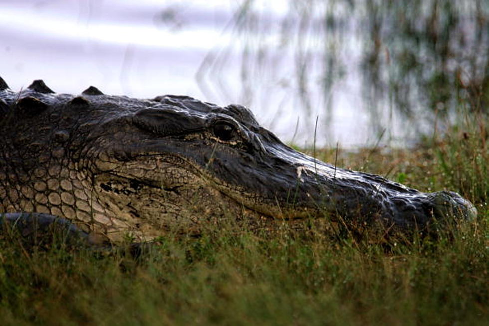 Louisiana Alligator Found on South Texas Beach