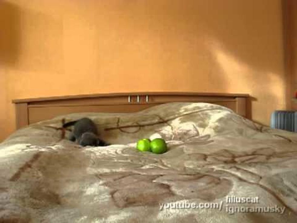 Caw Cat! Kitty Afraid of Two Little Green Apples [Video]