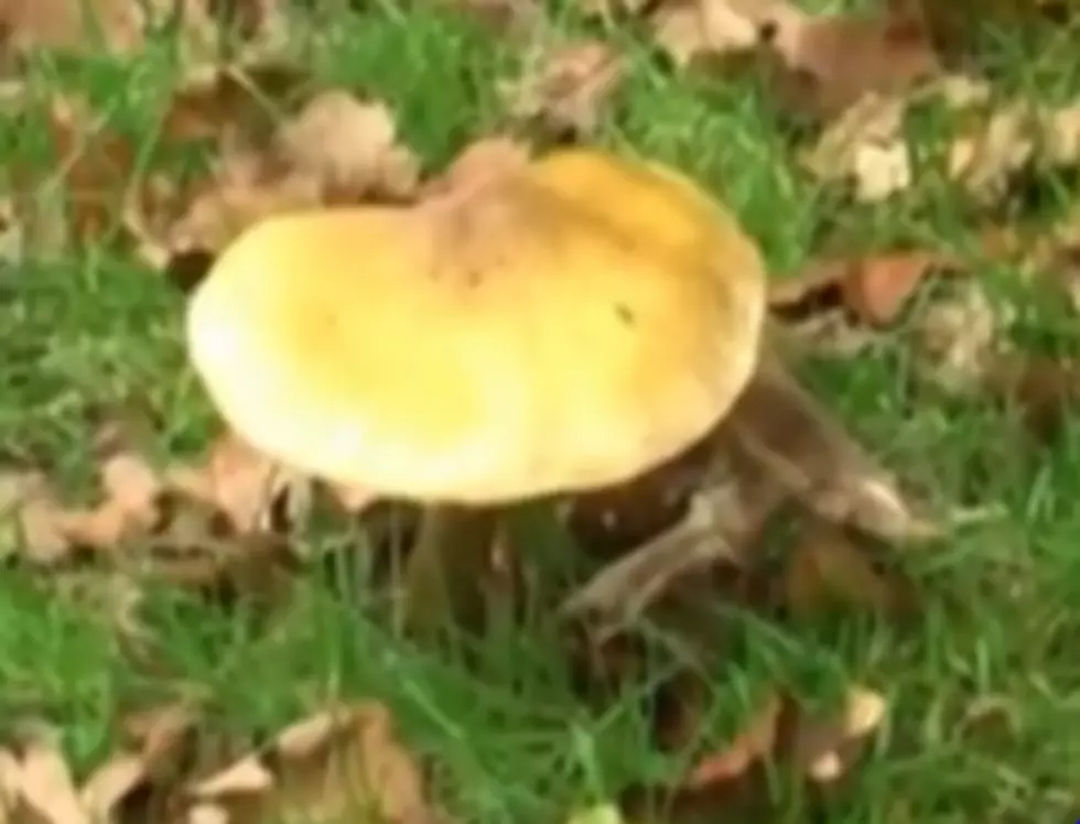 Rain Brings Bumper Crop Of Mushrooms In Lafayette [Video]