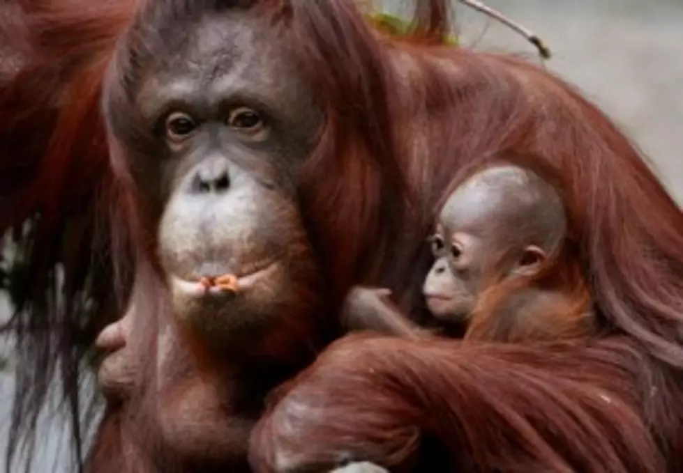 Cigarette Smoking Orangutan Forced To Quit [VIDEO]