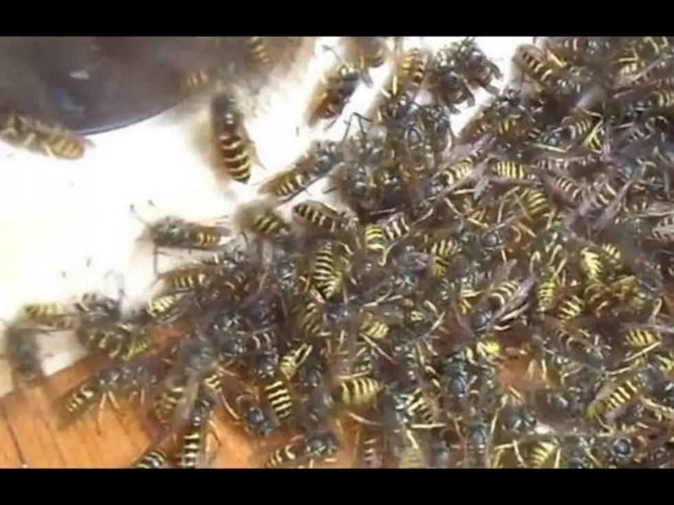 Incredible Wasp Sucking Machine [Video]