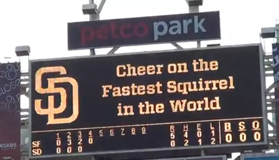 Fastest Squirrel In The World Makes Baseball Game Interesting [Video]