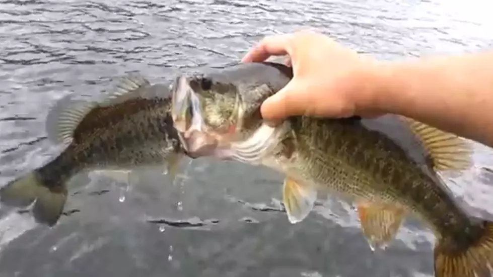 Unbelievable! – Angler Catches Two Fish At The Same Time, With His Bare Hands [Video]