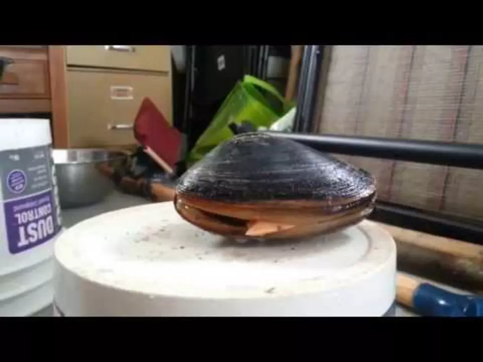Watch a Clam Lick Salt [Video]