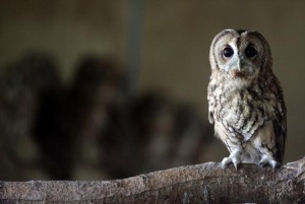 Drunk Driver Flees Police, Hides in Tree, Thinks He&#8217;s an Owl