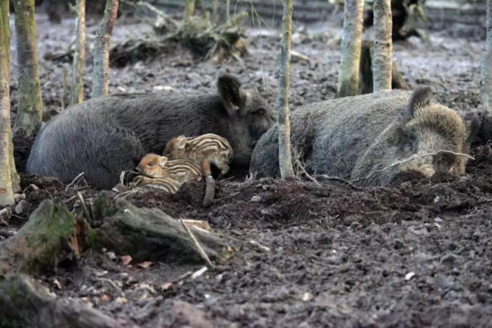 The Louisiana Wetlands Next Big Threat – Wild Pigs