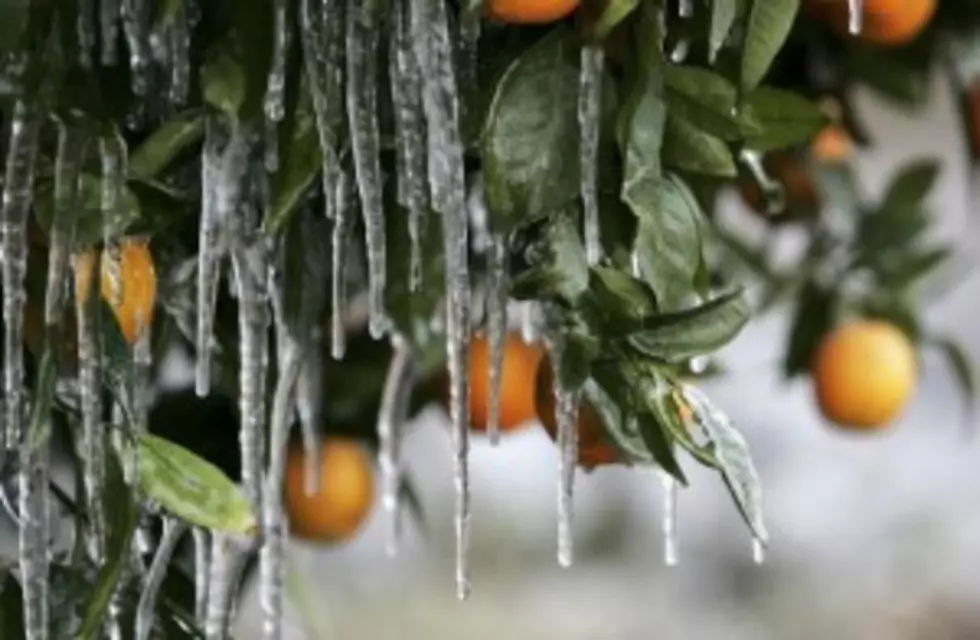 South Louisiana&#8217;s Last Freeze &#8211; When Is It Safe To Replant?