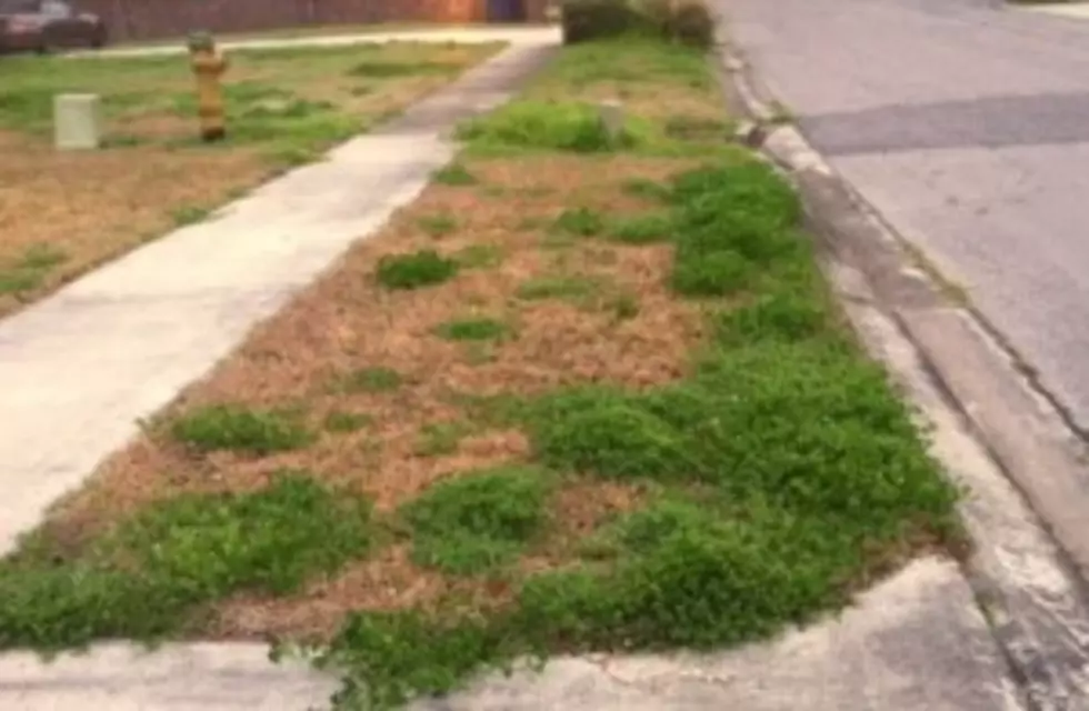 Lafayette It&#8217;s Grass Cutting Time Again &#8211; What You Need To Know Before You Mow