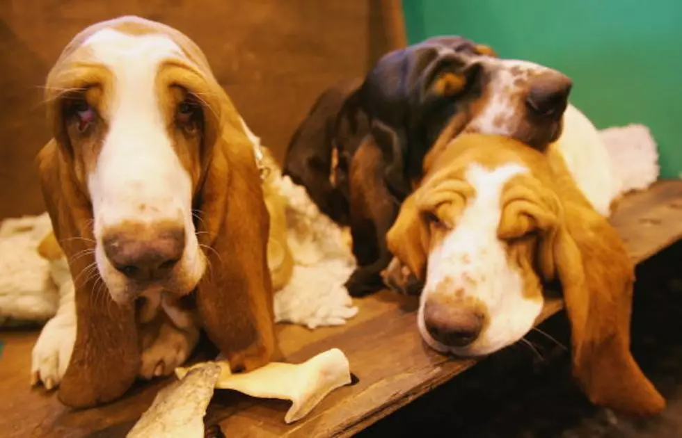 How Many Dogs Are In The Dog House? You Will Never Believe It! [Video]