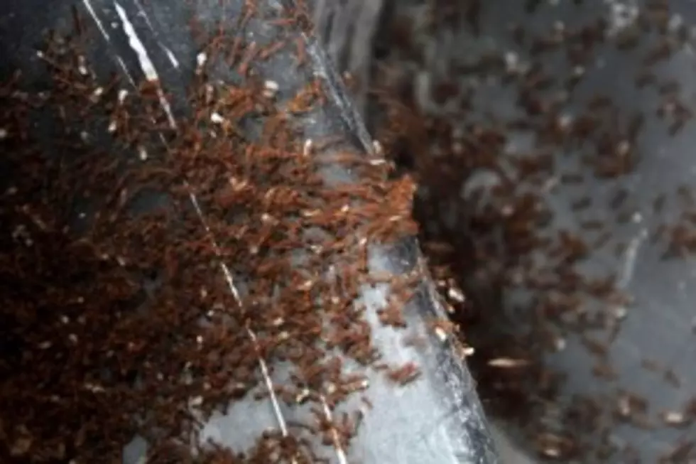 EPA Approves Product To Curtail Louisiana Influx Of Tawny Crazy Ants