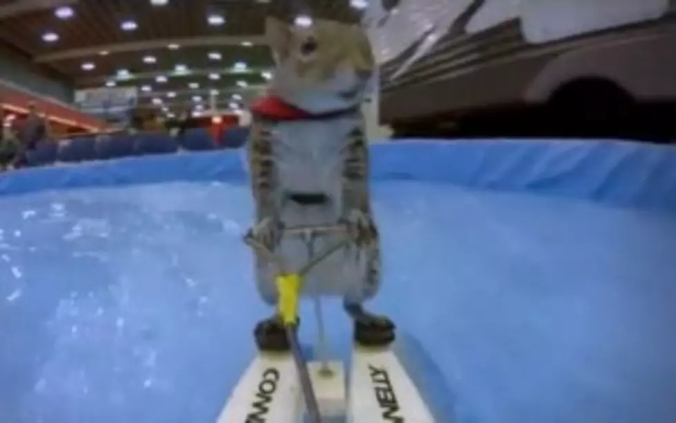 Meet Twiggy The Water-Skiing Squirrel [Video]