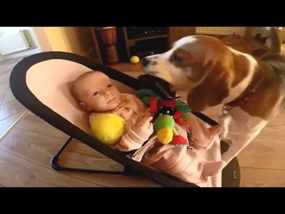 Dog Regretfully Steals Baby&#8217;s Toy, What Happens Next is Adorable! [VIDEO]