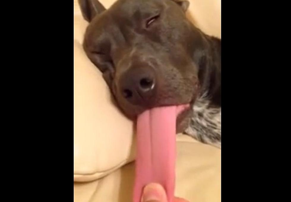 This Dog&#8217;s Tongue Is Unlike Anything I&#8217;ve Ever Seen [Video]