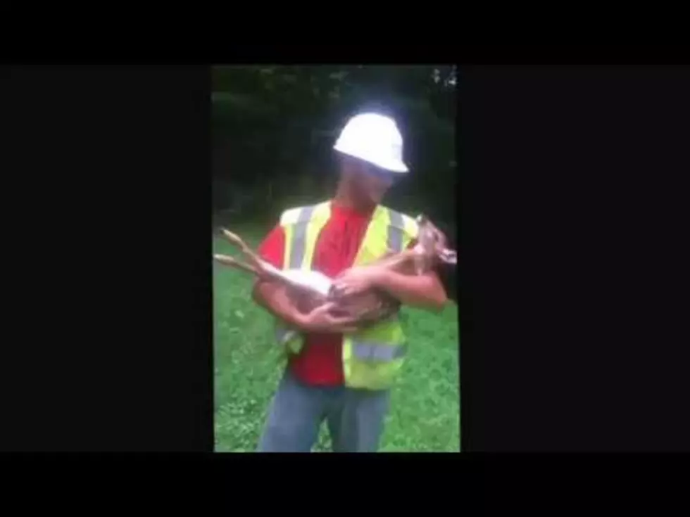 Adorable Baby Deer Cries and Refuses to Let Man Put Him Down [VIDEO]