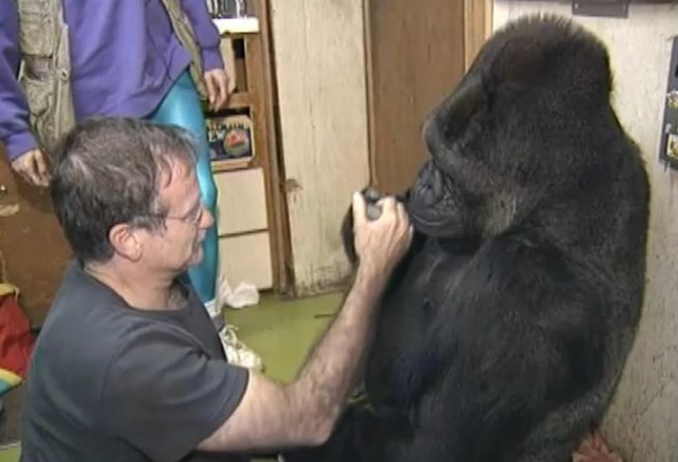 Photos Of Koko The Gorilla Mourning The Loss Of Robin Williams Are Incredibly Moving [Photos]