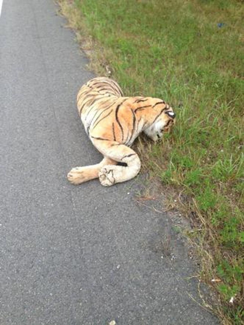 Arkansas Police Pick Up ‘Dead’ Tiger in the Middle of the Road