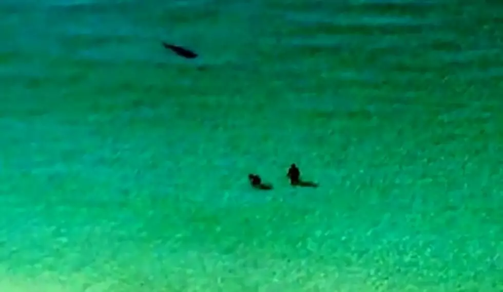 ‘Get Out Da Wata’ Destin Shark Video Shows Massive Hammerhead Shark Feet Away From Swimmers [Watch]