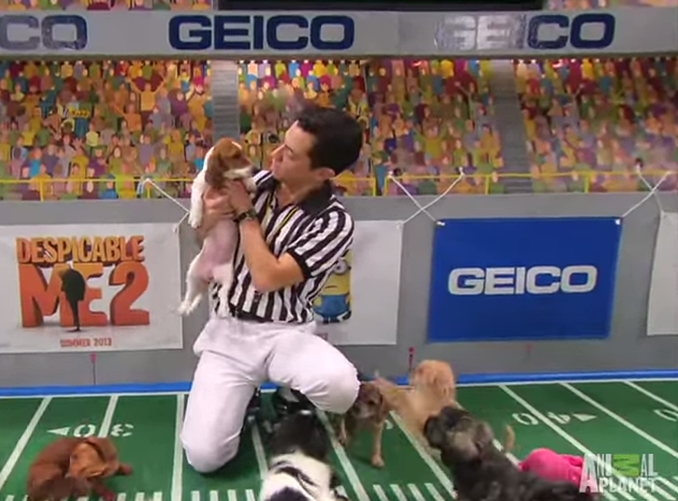 Get Ready for Puppy Bowl XI! [VIDEO]