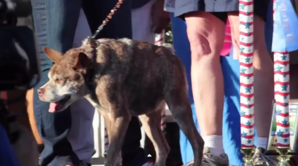 World&#8217;s Ugliest Dog Went to a Hunchback Mutt Named Quasi Modo