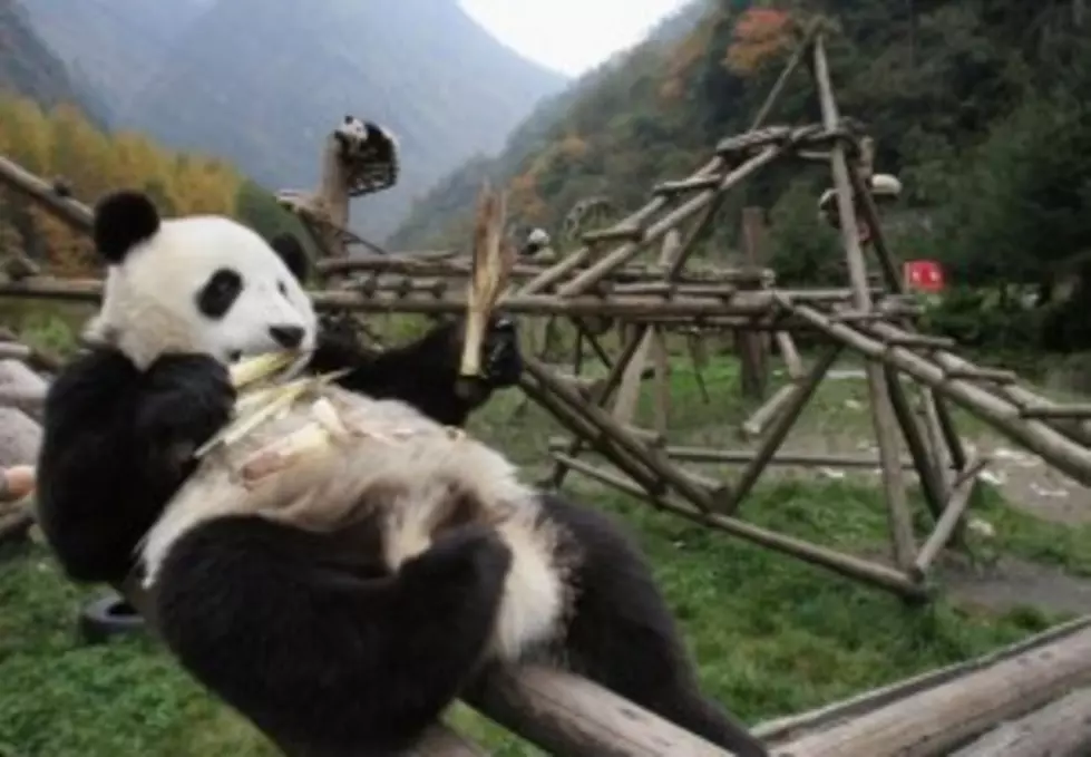Giant Panda Fakes Pregnancy To Get More Food