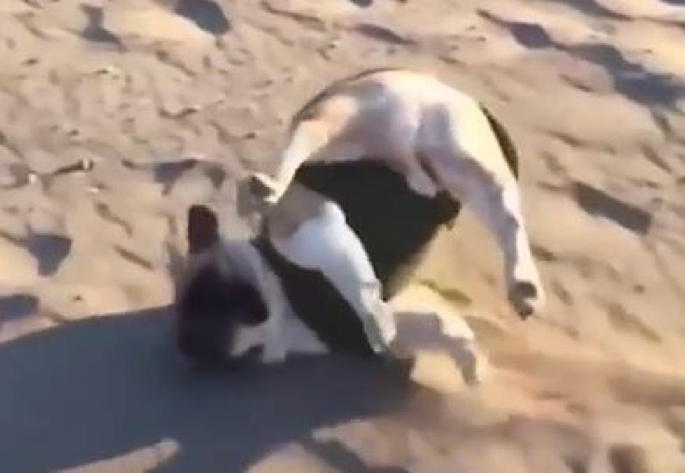 Dogs Failing At Being Dogs [Video]
