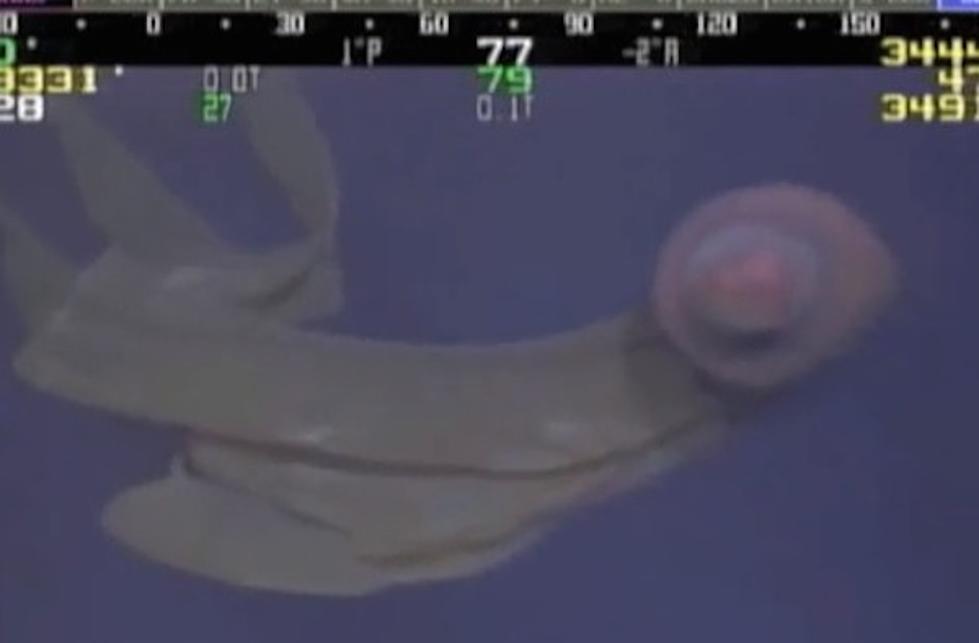 &#8216;Stygiomedusa Gigantea&#8217; &#8211; Rarely Seen Deep Sea Jellyfish Recorded In Gulf Of Mexico [Watch]