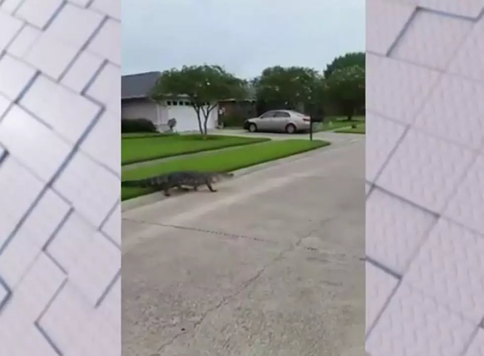 10 Foot Alligator Crawls Out Of Storm Drain In LaPlace Subdivision [Video]