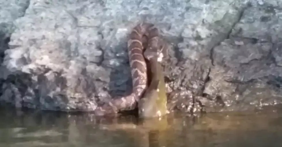 Giant Snake Catches Big Ole Catfish [Video]