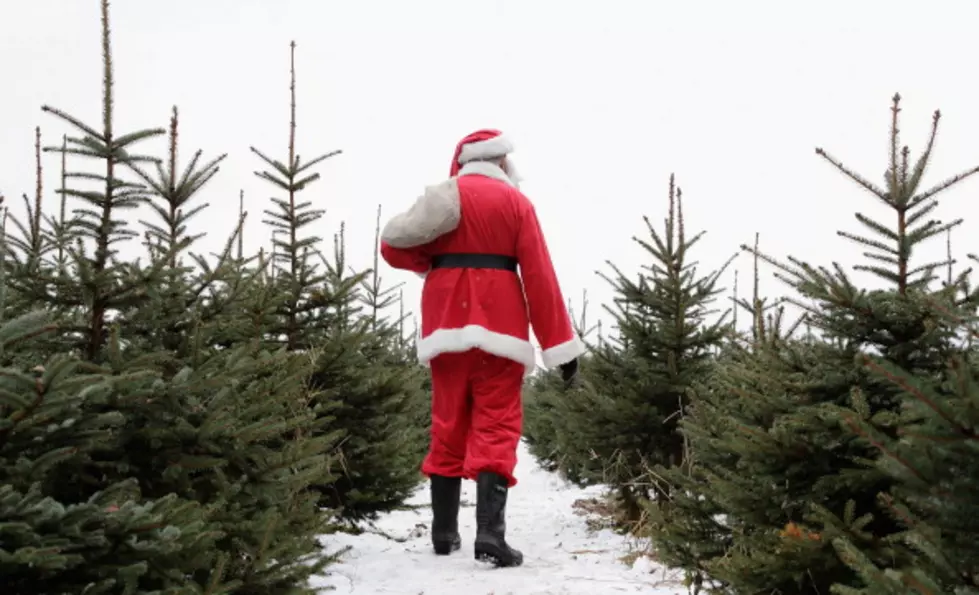 Still Need a Christmas Tree in Louisiana? Here's What to Expect