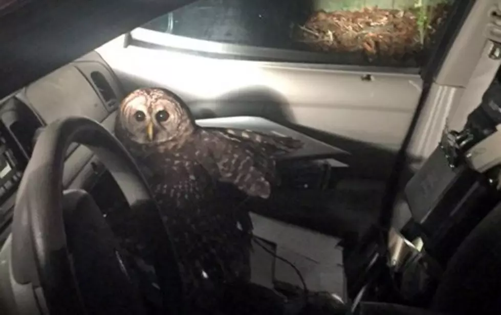 Covington Police Officer Has Huge Owl Fly Inside His Cruiser Christmas Eve [Video]