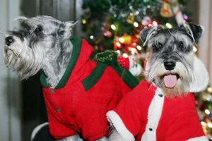 Keeping Your Pet Safe &#8211; Holiday Dangers For Dogs &#038; Cats