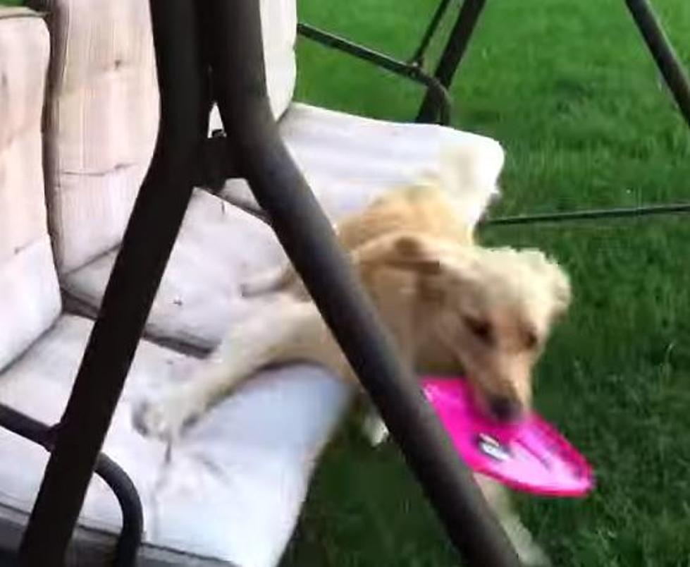 Dog Can’t Jump On Swing [Video]