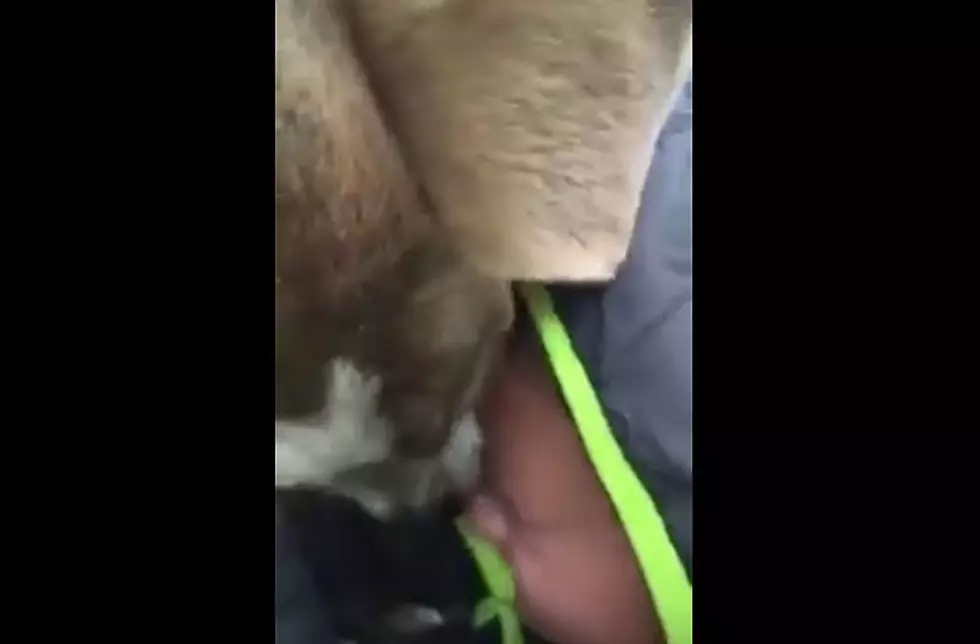 Emotional Moment Young Boy Bursts Into Tears Of Joy When Reunited With His Dog [Video]