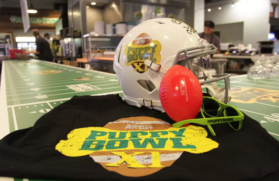 Puppy Bowl Locker Room Cam – Getting Ready for the Big Game! [WATCH]