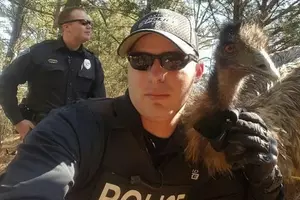 Escaped Emu Terrorizes Mississippi Town [Video]