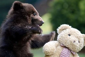 Louisiana Black Bear Removed From Endangered List