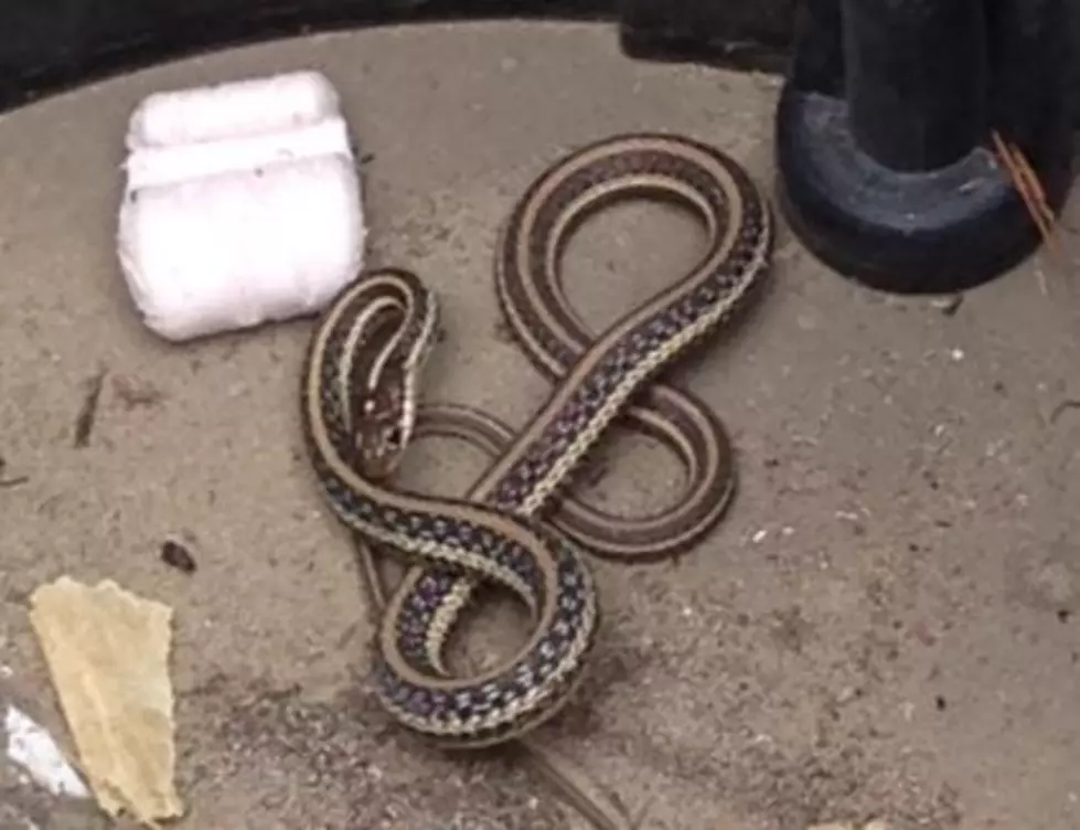 Louisiana Man Blames ‘Big Snake’ for Home Invasion Arrest