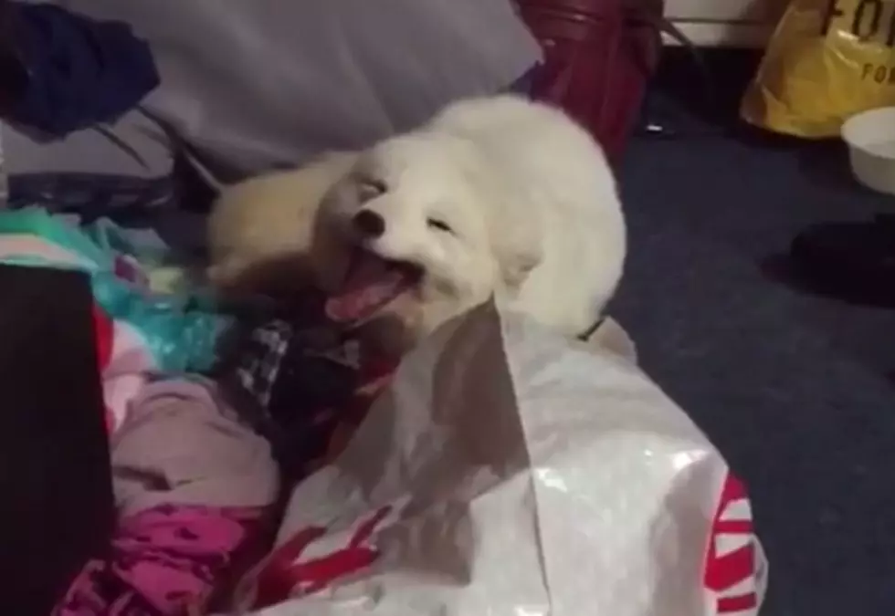 Archer The Pet Arctic Fox Laughs Just Like A Human [Video]