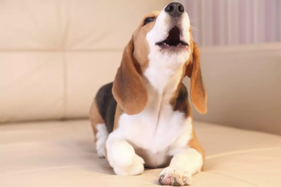 New Study Says Beagles Can Detect Lung Cancer With 97% Accuracy