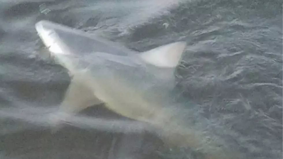 Shark Sighting In Lake Pontchartrain [Video]